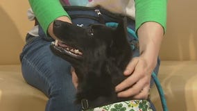 Pet of the Weekend: Nikki Rose