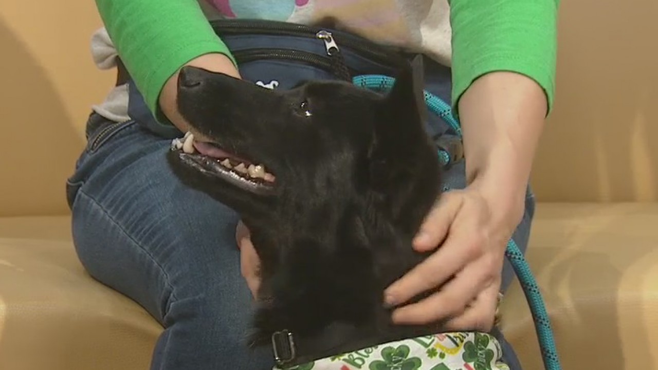 Pet of the Weekend: Nikki Rose