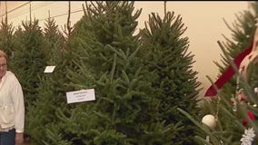 Blue Ribbon Christmas Trees