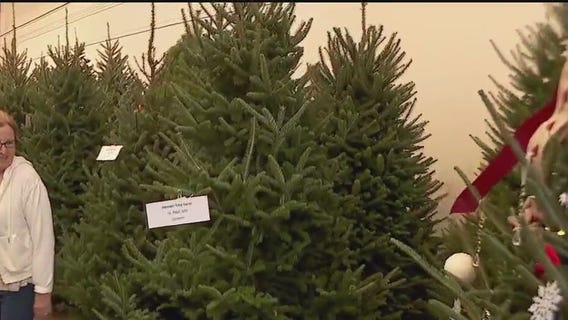 Blue Ribbon Christmas Trees