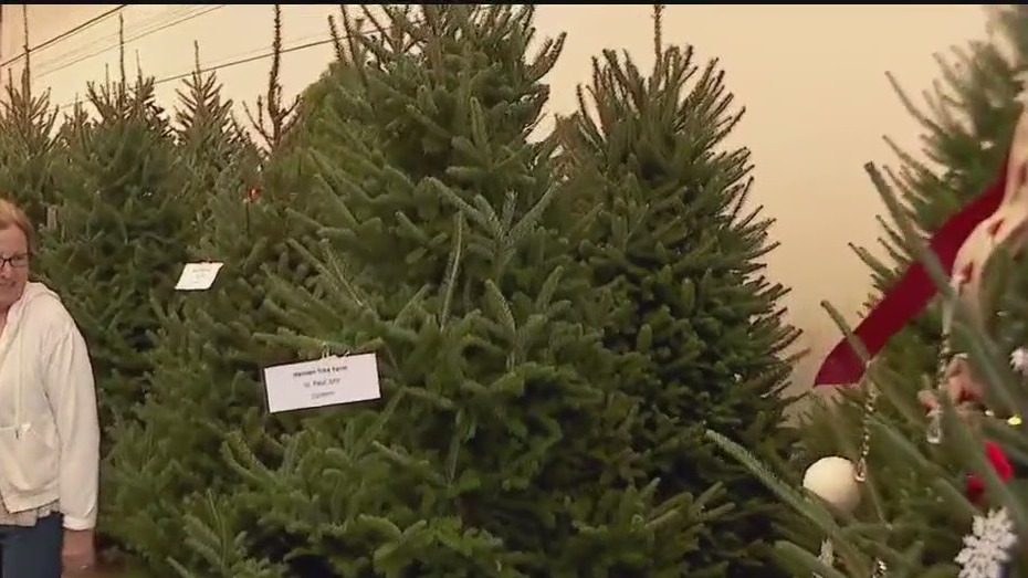 Blue Ribbon Christmas Trees