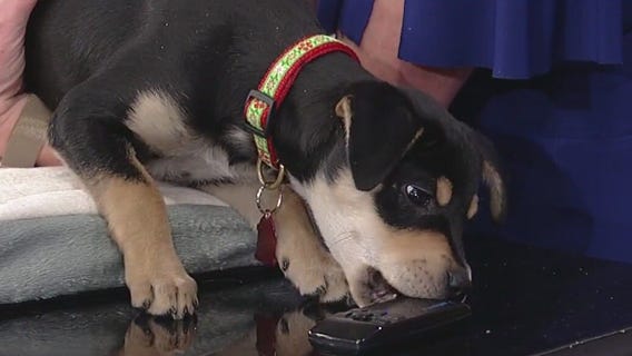 Meet Thin Mints: Our Pet of the Day