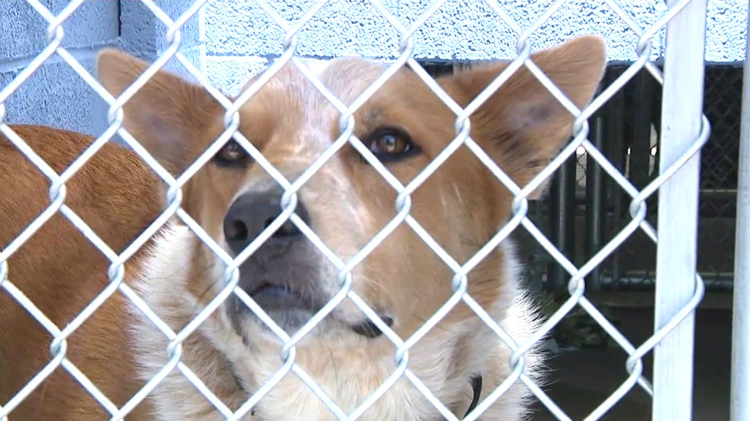 Free pet adoptions at Arizona Animal Welfare League