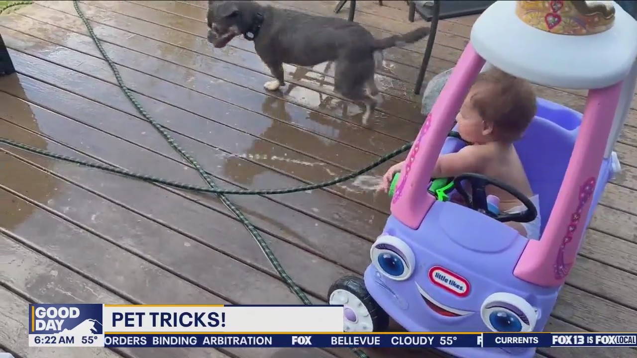 Pet Tricks for Tuesday, August 27