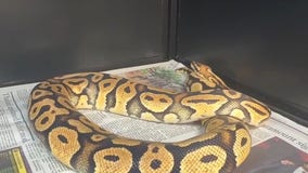 Python gives In-N-Out's 'animal style' new meaning