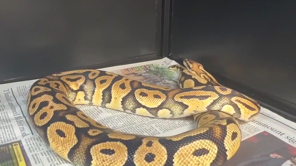 Python gives In-N-Out's 'animal style' new meaning