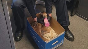 White Lake officer saves fawn after deer gets his by a car