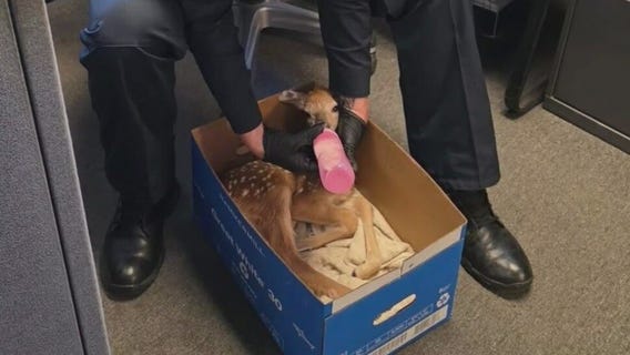 White Lake officer saves fawn after deer gets his by a car