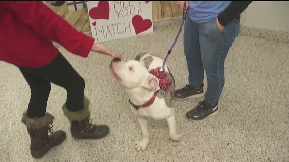 'Meet your Match' at the Detroit Animal Shelter