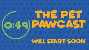 The Pet Pawcast - Pregnant and Nursing Pets