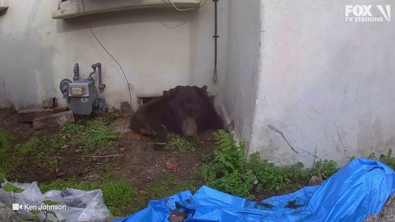 Bear finally leaves Altadena home