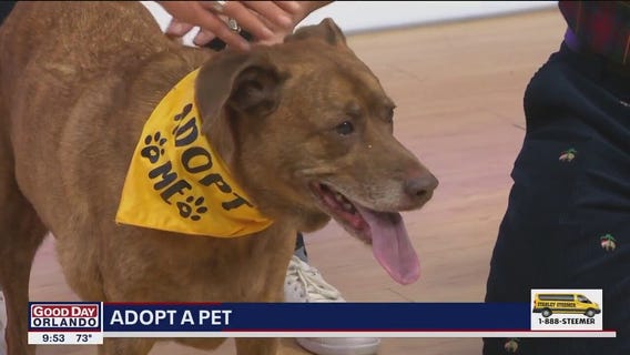 Adopt-A-Pet: Meet Sammy