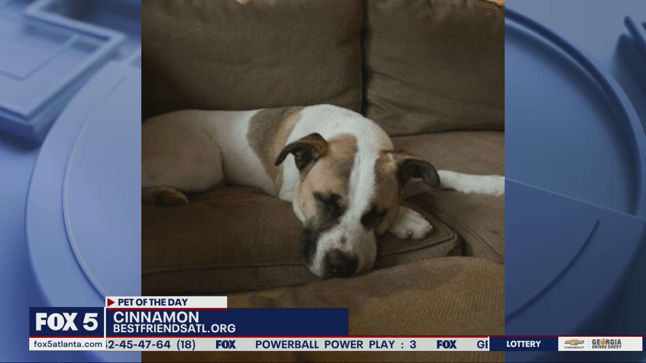 Pet of the Day from Best Friend Atlanta