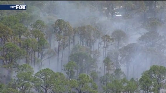 Impacts of wildfires on the Florida ecosystem