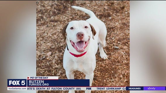 Pet of the Day from Furkids