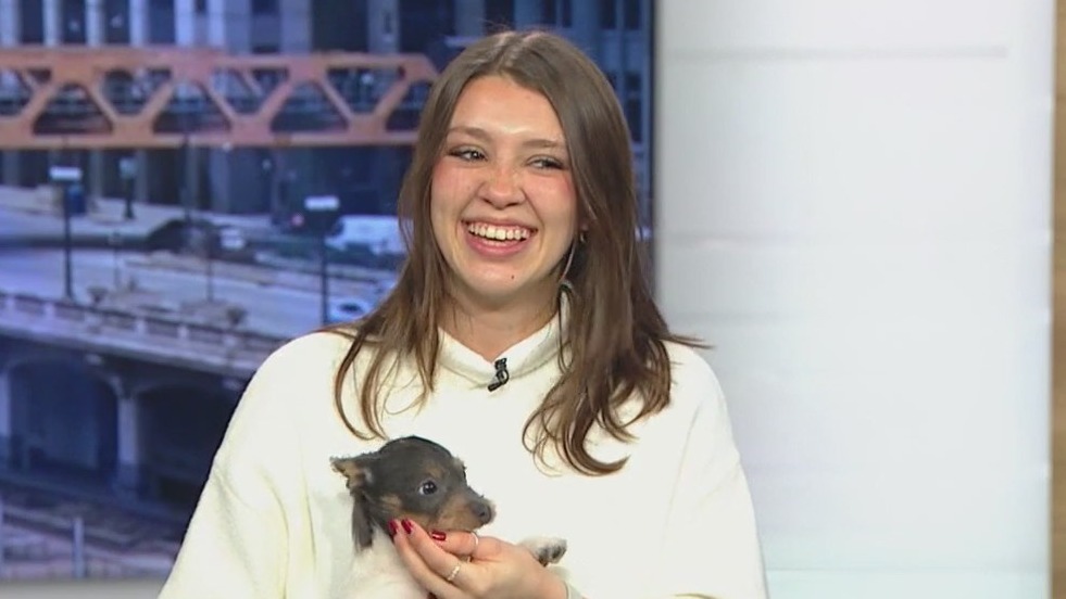 Hinsdale Humane Society hosting delightful adoption event