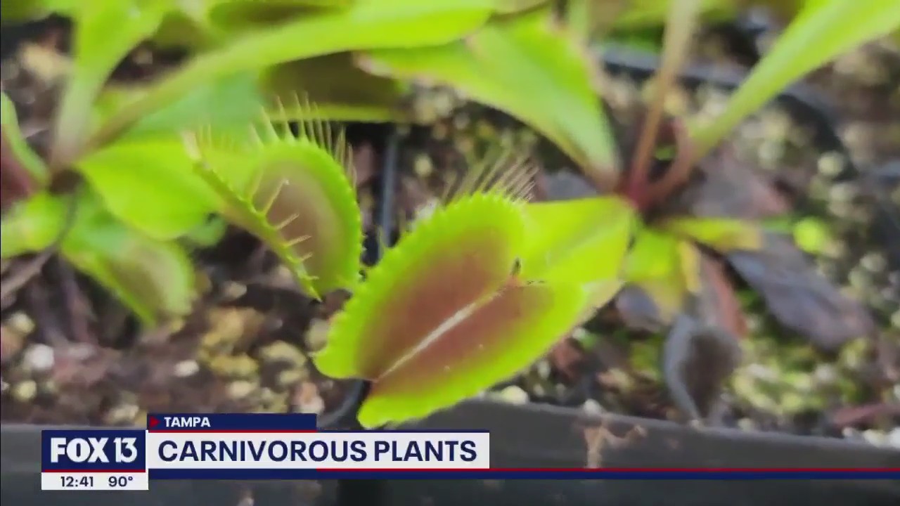 Local carnivorous plant expert educates the public on backyard meat eaters
