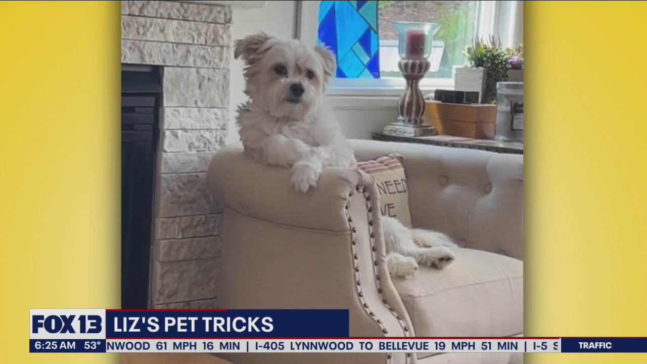 Liz's Pet Tricks for Wednesday, September 21