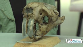 Will it be the giant beaver? Or the mammoth? Help choose Minnesota's state fossil