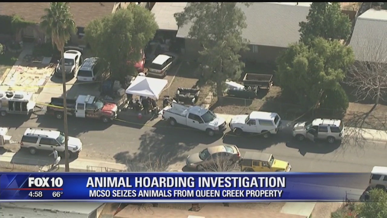 Animal hoarding investigation: MCSO seizes 15 dogs from Queen Creek property