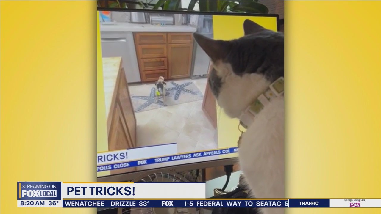 Good Day Pet Tricks for Thursday, Nov. 28