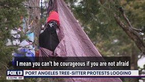 Tree-sitter protests Port Angeles logging with human booby trap