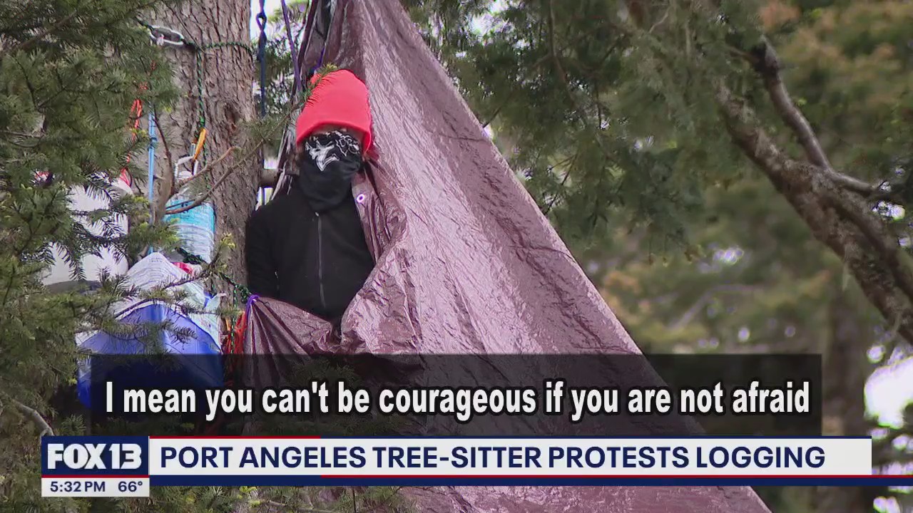 Tree-sitter protests Port Angeles logging with human booby trap