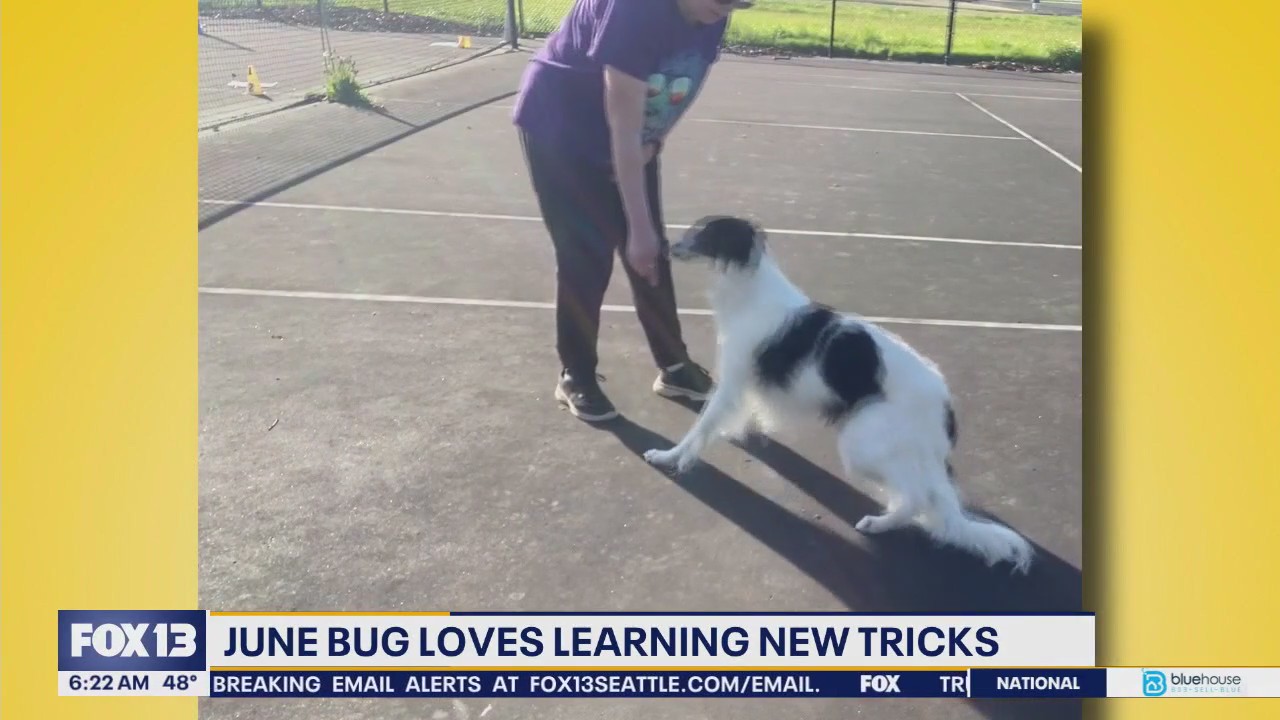 Pet Tricks for Tuesday, May 13