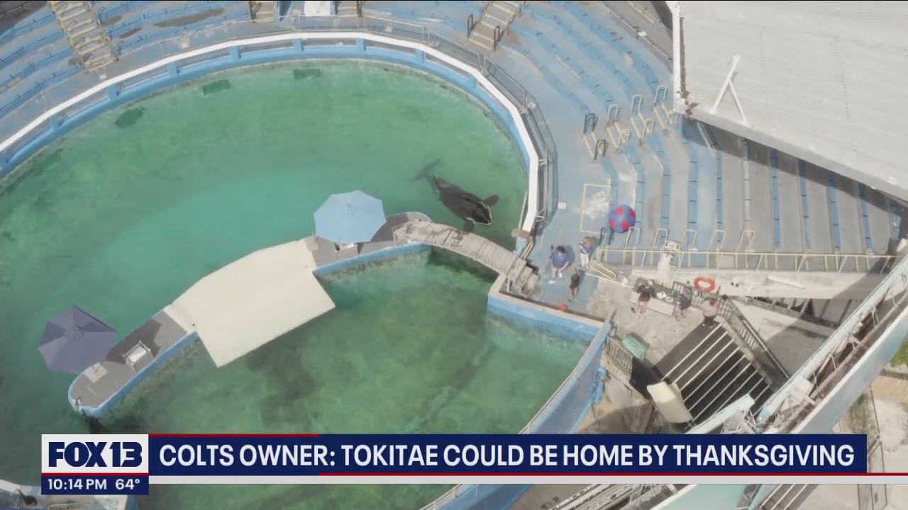 Tokitate could be home by Thanksgiving