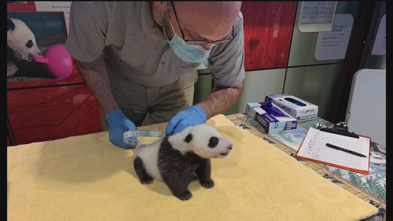 Packing on the pounds! National Zoo’s plump giant panda cub hits growth spurt