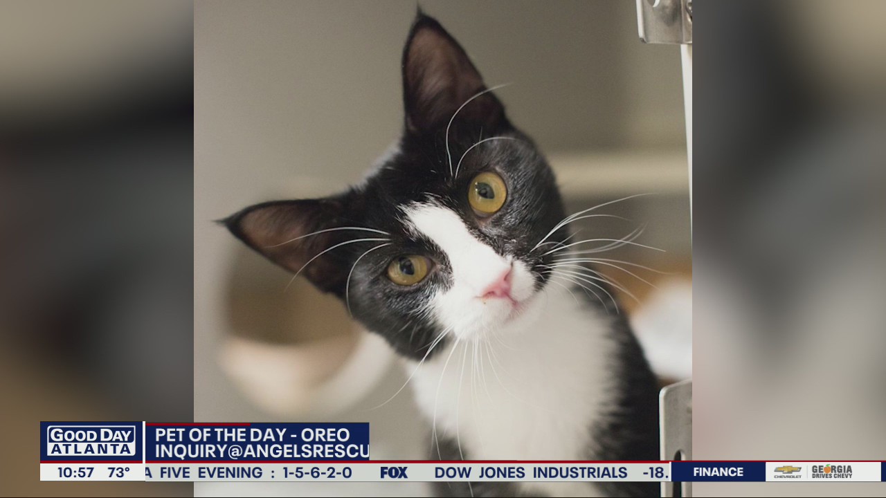 Pet of the Day from Angels Among Us Pet Rescue