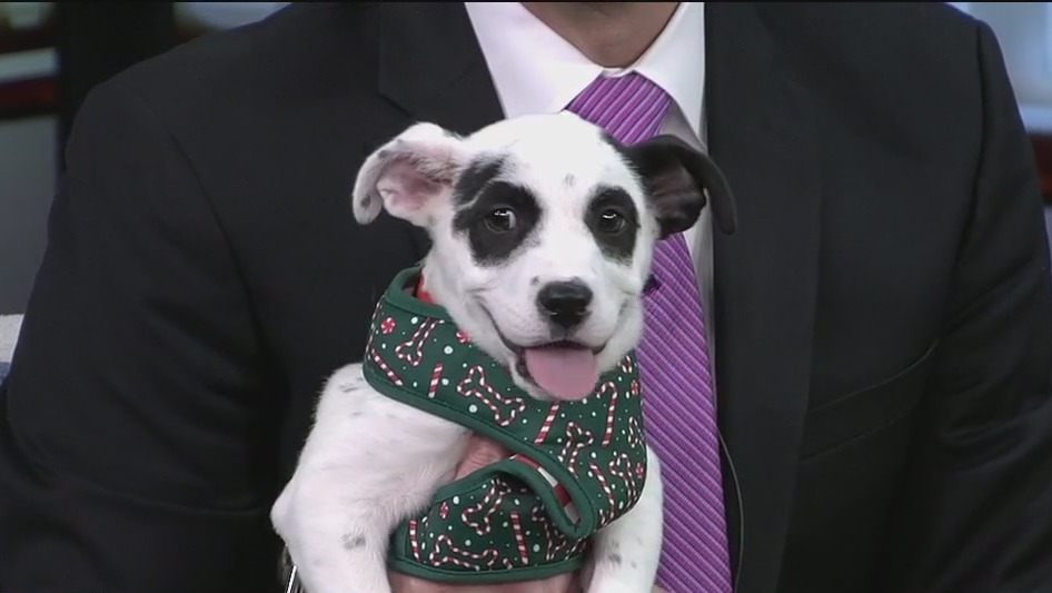 Pet of the Week: Meet Pandora