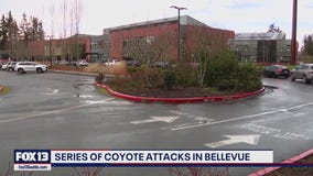 Bellevue parents concerned after coyotes attack children