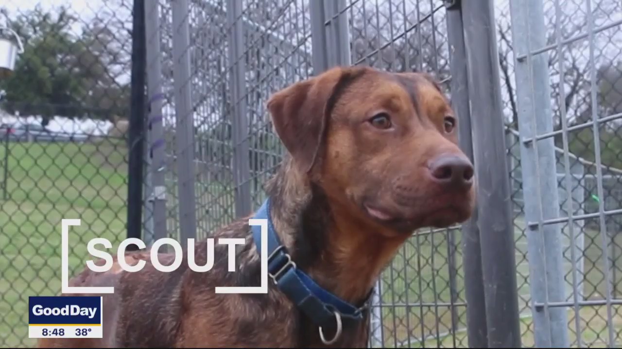 Dog of the Day: Scout