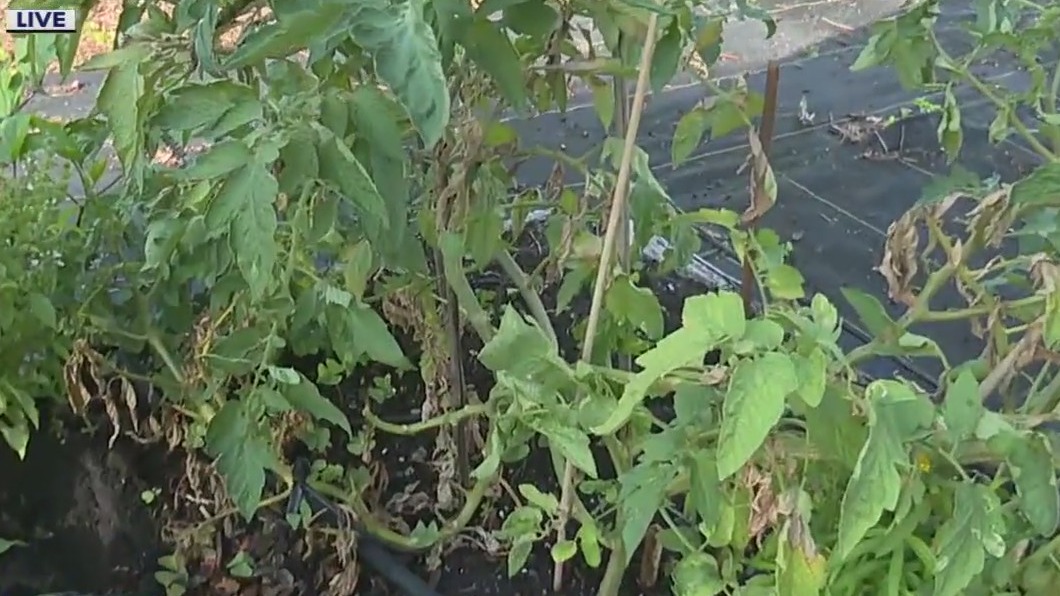 Breaking down the biggest dangers facing tomatoes