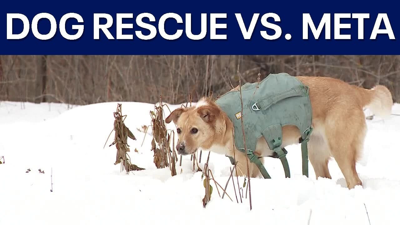 Animal rescue struggles after Meta removes page