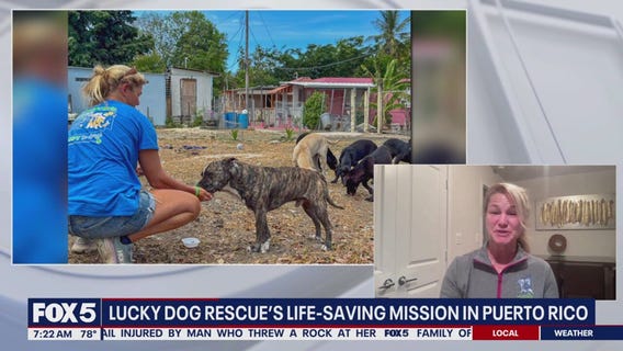 Rescued from the Rubble: 18 Puppies Arrive in DMV with Lucky Dog Animal Rescue