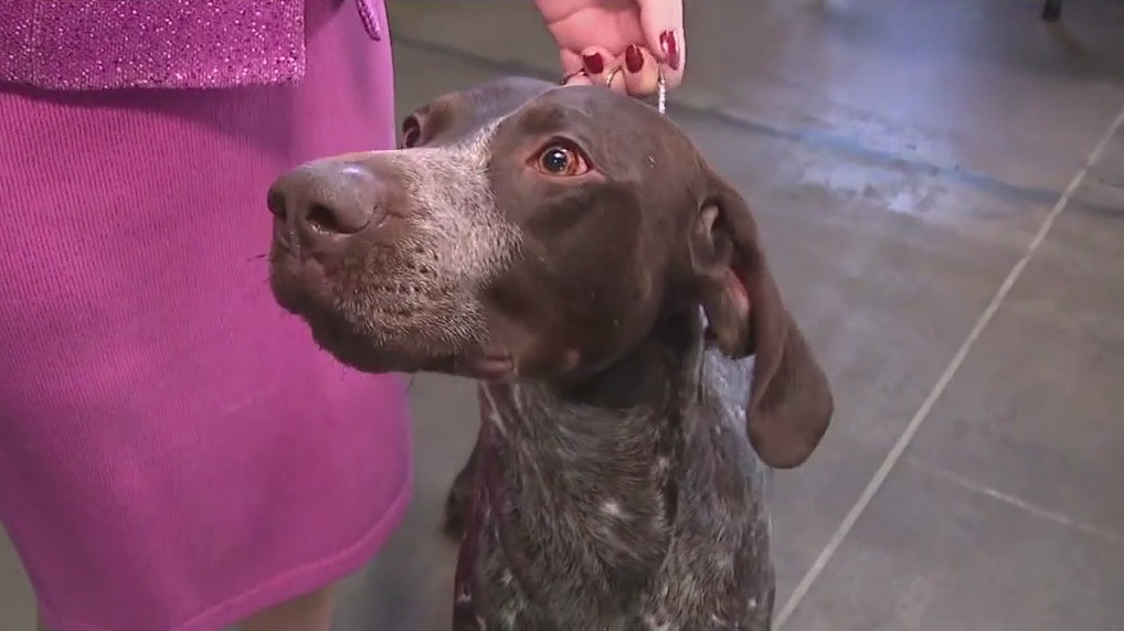 Dog show taking place in Phoenix