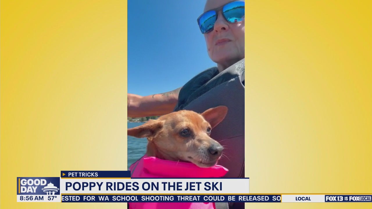 Pet Tricks for Friday, September 12