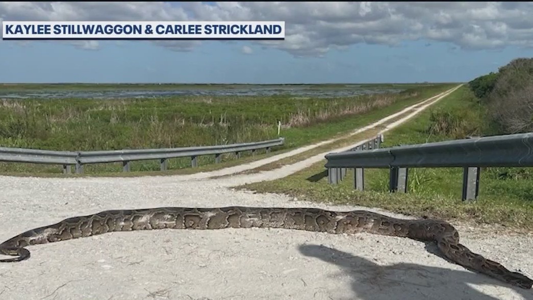 Python Eats Fox 12-foot, 80-pound python found in Central Florida | FOX 35 Orlando