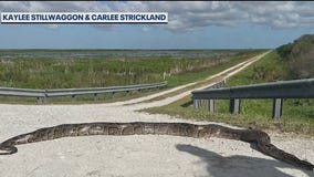 12-foot, 80-pound python found in Central Florida