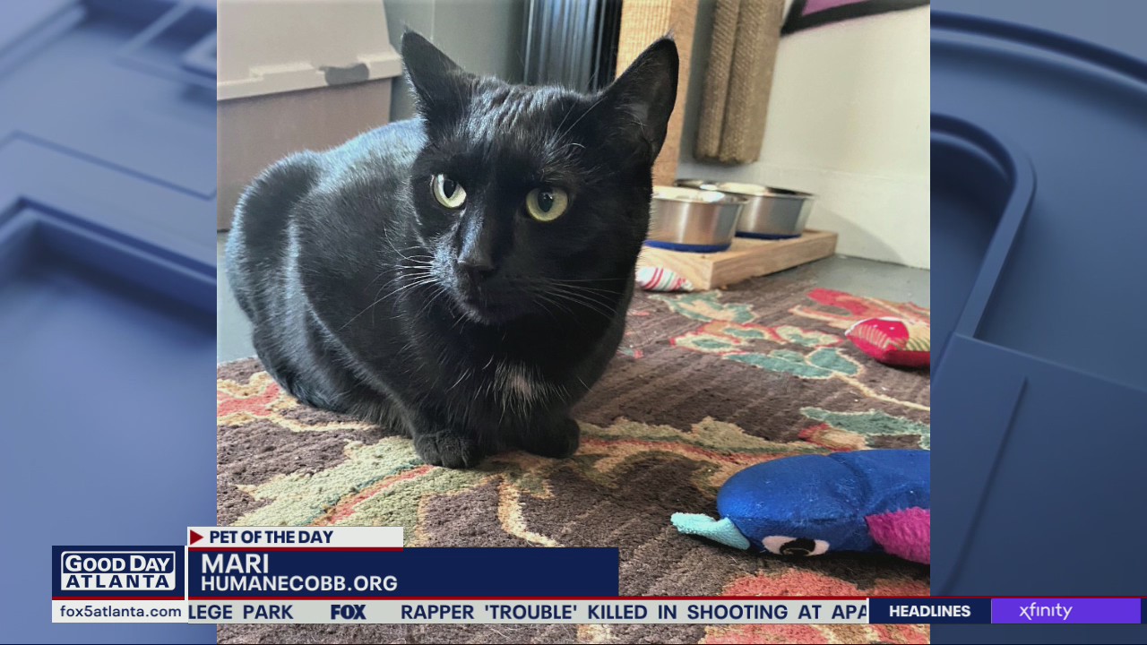 Pet of the Day from the Humane Society of Cobb County