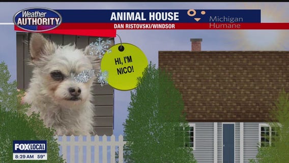 Welcome Chewy, Hogan, Nico, Reina