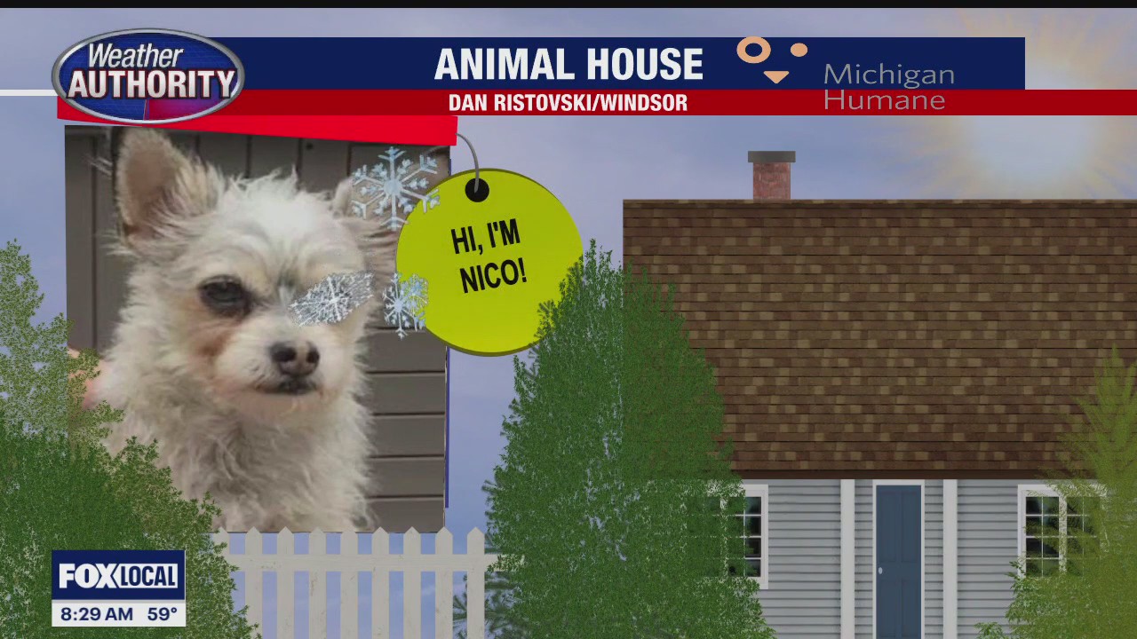 Welcome Chewy, Hogan, Nico, Reina