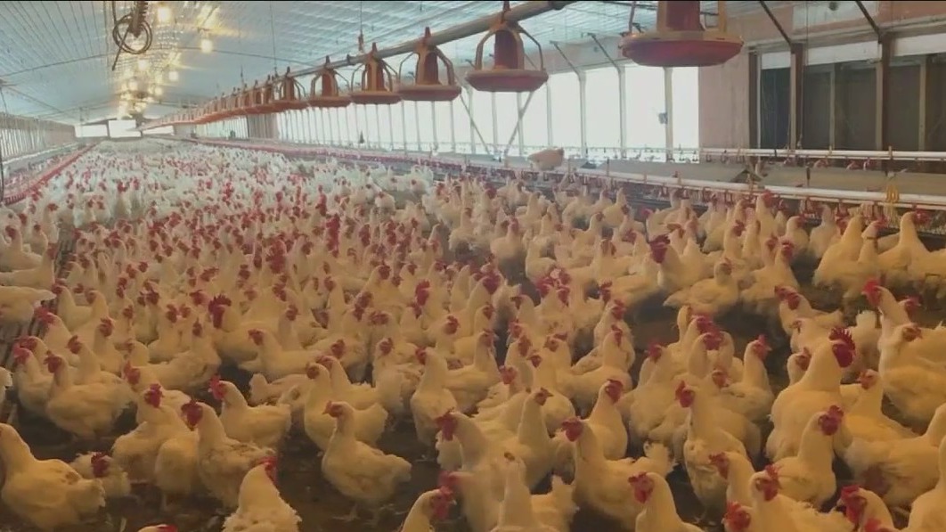 Bird flu outbreak raising food safety concerns