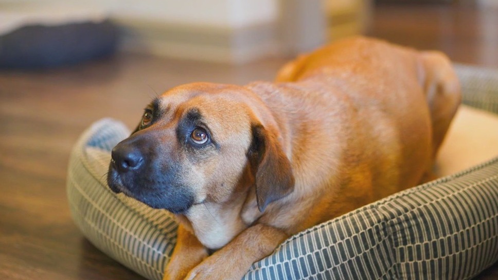 Meet Ursula and Bella: Our Pets of the Day