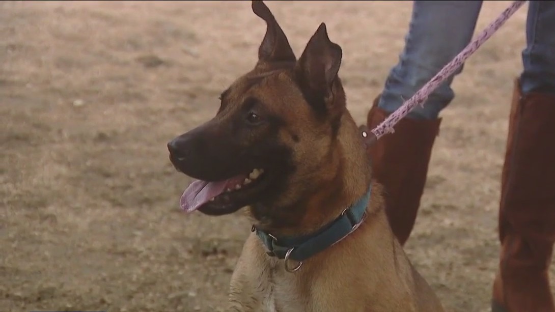 Pet of the Weekend: Meet Portia!