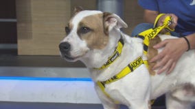 Pet Project: Gus from San Gabriel Valley Humane Society