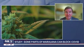 Cannabis compounds prevent coronavirus from entering human cells: study