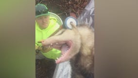 Fewer insurers cover raccoon damage, and it could cost you thousands